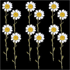 12Pcs White Daisy Dry Pressed Flower