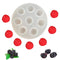RASBERRY MOULD
