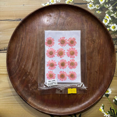 DAISY BABY PINK DRY PRESSED FLOWERS