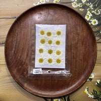 DAISY WHITE DRY PRESSED FLOWERS