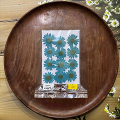 DAISY FIROZI(SEABLUE) DRY PRESSED FLOWERS