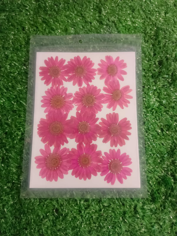 Magenta daisy pressed flower