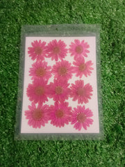 Magenta daisy pressed flower