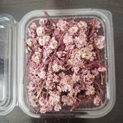 Daisy Dried Flowers for Resin Art, Candle Making & Home Decor