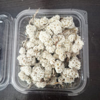 Daisy Dried Flowers for Resin Art, Candle Making & Home Decor