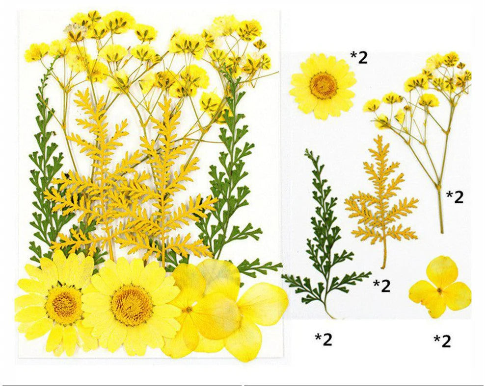 10 in 1 Yellow Color Dry Pressed Flowers