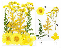 10 in 1 Yellow Color Dry Pressed Flowers