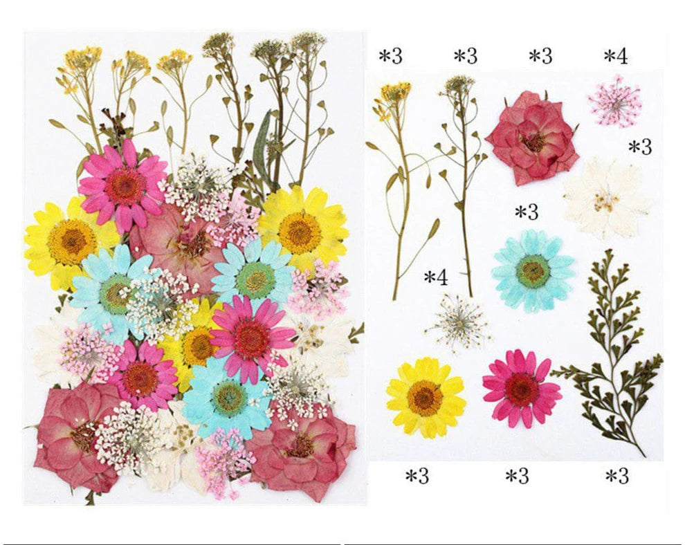 32 in 1 Dry Pressed Flower Multi color
