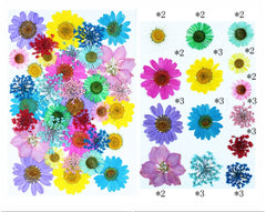 35 IN 1 DRY PRESSED MULTI MIX FLOWERS