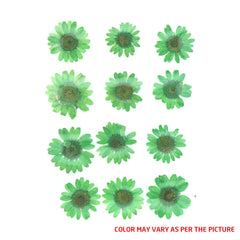 Daisy Pressed Green Flower