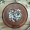 OCEAN SEA SHELL