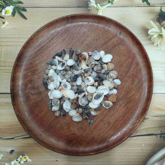 OCEAN SEA SHELL