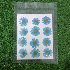 SKY BLUE DRY PRESSED FLOWERS